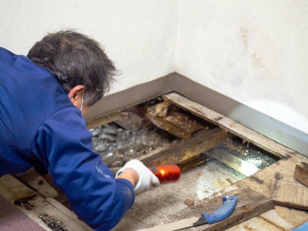 Office Mold Removal Services in Hide A Way Lake, MS